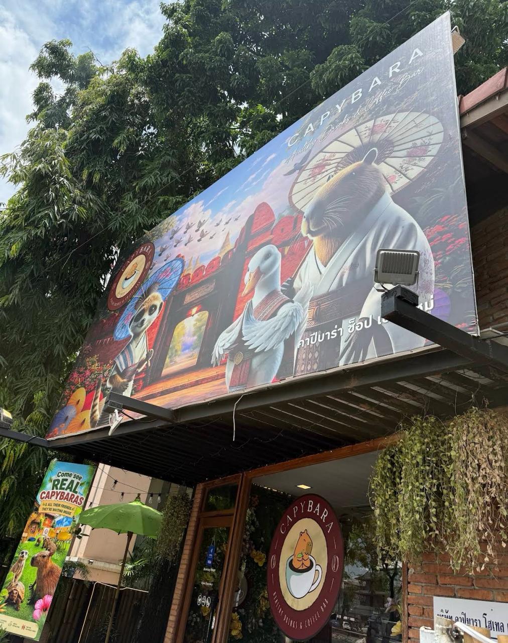 Capybara Coffee Chiang Mai